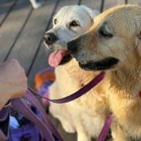 Photo of Max   8 Year Old Golden Retriever