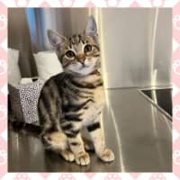 Photo of Bonnie