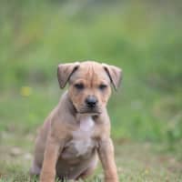 Photo of Apollo