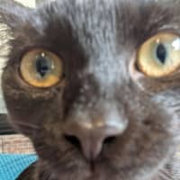Photo of Evie