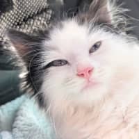 Photo of Bobby (Was Oreo)