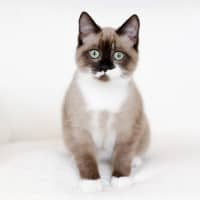 Photo of Miso