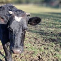 Photo of Miss Gerri & Jack