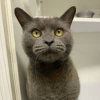 Photo of Pickle