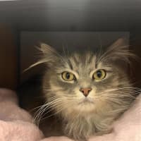 Photo of Apollo 