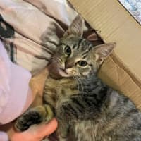 Photo of Chico   Located In Bentleigh East