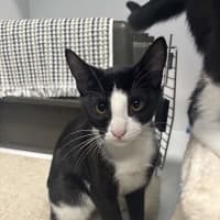 Photo of Pongo