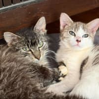 Photo of Peaches   In Foster Care In Doncaster