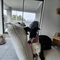 Photo of Betsy, The Cat Friendly Greyhound