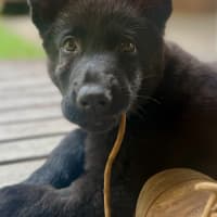 Photo of Monty
