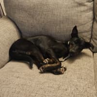 Photo of Timmy   4 Month Old Kelpie X