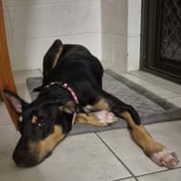 Photo of Lucy