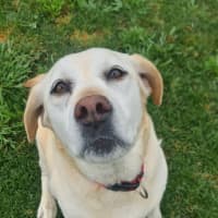Photo of Lucy