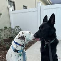 Photo of Loki & Remy