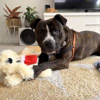 Photo of Sugar