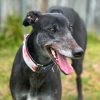 Photo of Judy The Greyhound