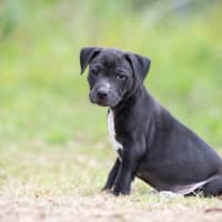 Photo of Ebony