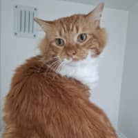 Photo of Mr Ginger (Pre.Solar Flare)