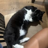 Photo of Socks 