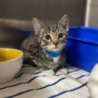 Photo of Tiger