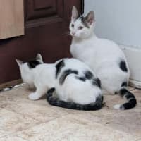 Photo of Pringles + Paella