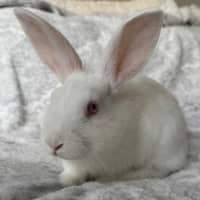 Photo of Squash (Bonded To Leek)