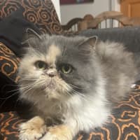 Photo of Boots Betty