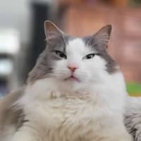 Photo of Sully   In Foster Care In Doncaster