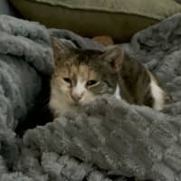 Photo of Peach