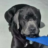 Photo of Clifford