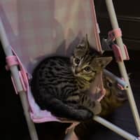 Photo of Loki