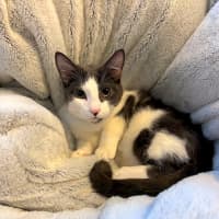 Photo of Dusty (Located In Glen Waverley)