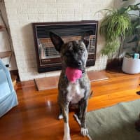 Photo of Lola