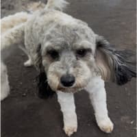 Photo of Sadie