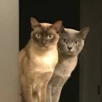 Photo of 🐾 Bonded Burmese Brothers Seeking A Forever Home 