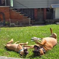 Photo of Teddy   6 Month Old Mastiff X