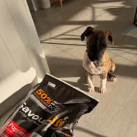 Photo of Luna   9 Week Old Ridgeback X