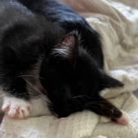 Photo of Checkers