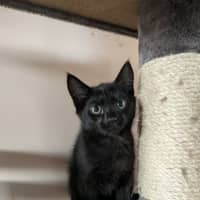Photo of Apollo