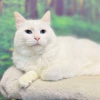 Photo of Alaska   Located In Preston