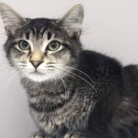 Photo of Shadow