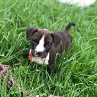 Photo of Staffy Pups