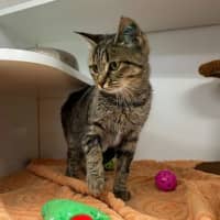 Photo of Boo