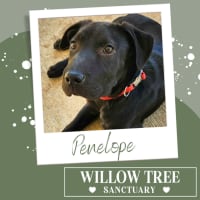 Photo of Penelope