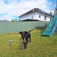 Photo of Buddy   7 Month Old Kelpie X