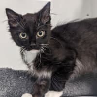 Photo of Lucky