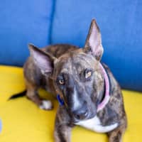 Photo of Pepper   2 Year Old Staffy X