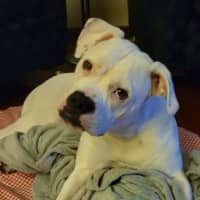 Photo of Lily