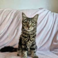 Photo of Yasha