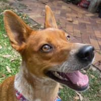 Photo of Reba *$350 Adoption Fee*